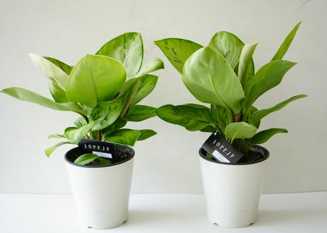 ホマロメナ セルビー 5号 丸みある大きい葉 観葉植物 葉柄が美しい 優しい雰囲気