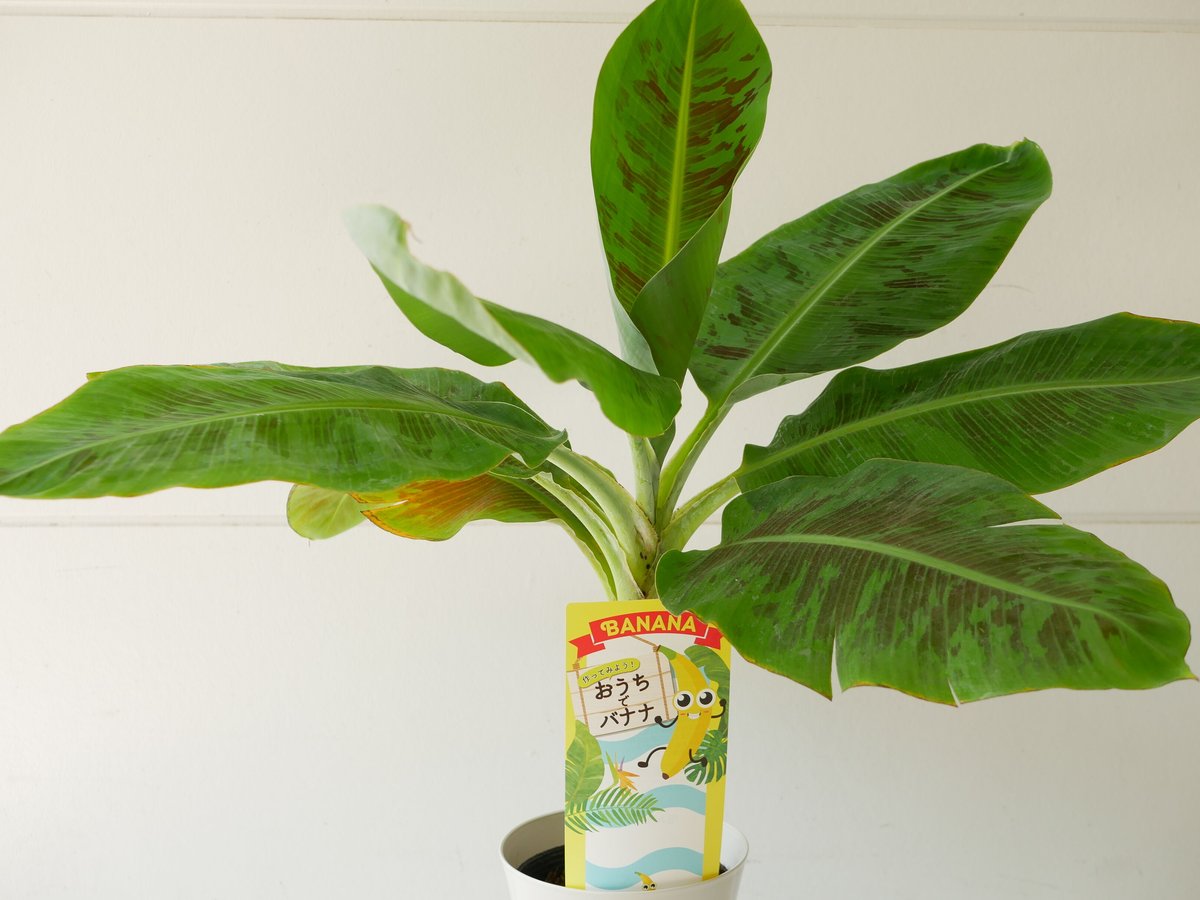 三尺バナナ おうちでバナナ BANANA | インテリアグリーンとギフト