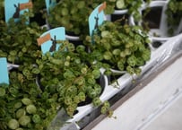 期間限定お値引き中❣️希少❗️マドカズラ白斑　フルムーンほか　5.5号鉢付　親株 楽天市場】【ウォッチ】OMEGA オメガ シーマスター ポラリス