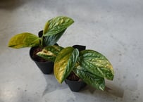 斑入り モンステラ マドカズラ フルムーン 綺麗な斑入り