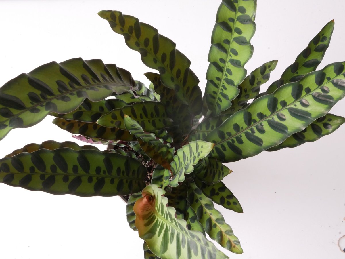 【観葉植物】カラテア インシグニス カラテア ランシフォリア インシグニス 10.5-12cmポット苗 観葉植物