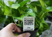 アロカシア スティンググレイ オーレア アロカシア スティングレイ | Kazua Online Store