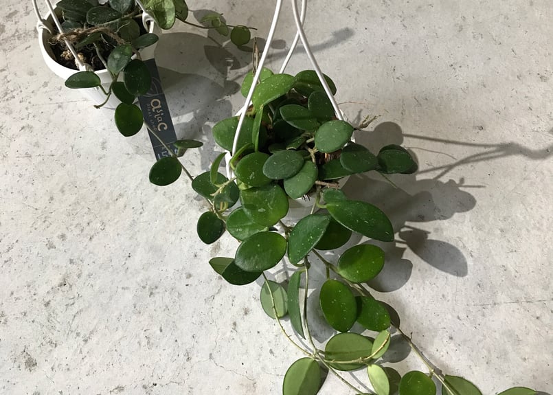 ホヤ マチルダ 3号 吊り鉢 ハンギング 育てやすい 観葉植物 ホヤ マチルダ 3号 吊り鉢 ハンギング 育てやすい 観葉植物