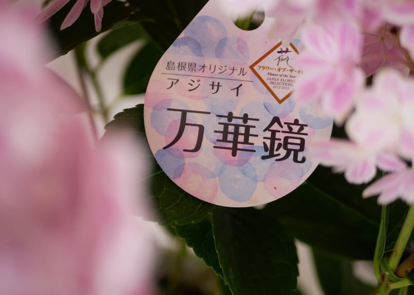 紫陽花 万華鏡 美しく上品で爽やか 淡いピンク | インテリアグリーンと