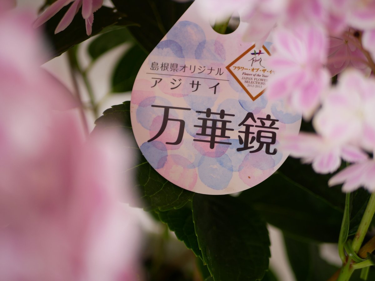 紫陽花 万華鏡 美しく上品で爽やか 淡いピンク | インテリアグリーンと