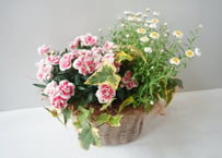【2026年先行予約受付】母の日ギフトおまかせ 季節の花かご寄せ植え  贈り物 お花楽しむ　3000円