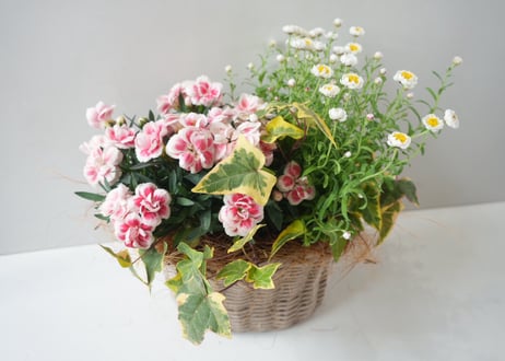 【おまかせコース　3000円】 季節の花かご寄せ植え  贈り物 お花楽しむ　3000円