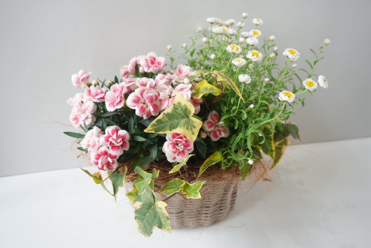 おまかせコース 3000円】 季節の花かご寄せ植え 贈り物 お花楽しむ