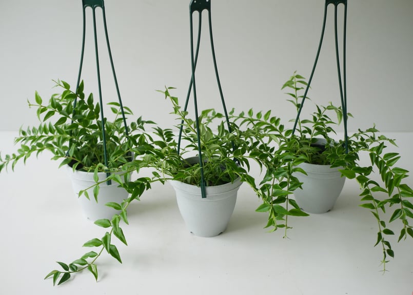 セボンスター　植物 セボンスター 植物 セボンスター植物