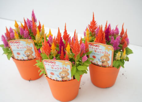 ケイトウ ハッピーキャンドル 3.5号｜キャンドルのような花穂がかわいい｜暑さに強い長期間開花｜ｹｲﾄｳ ﾊｯﾋﾟｰｷｬﾝﾄﾞﾙ 他草花 3.5号