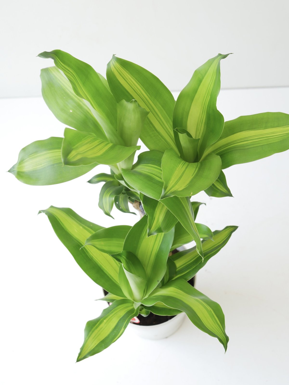 現品　キンコウボク　金厚朴　希少　24番　観葉植物　植木　インテリアグリーン 楽天市場】【27日09:59までポイント2倍】観葉植物 希少【現品