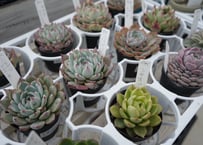 エケベリア 多肉植物 2.5号