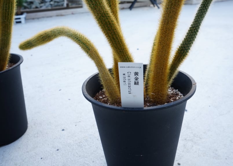 サボテン 黄金紐 Cleistocactus winteri ねこのしっぽ 育てやすい | イ