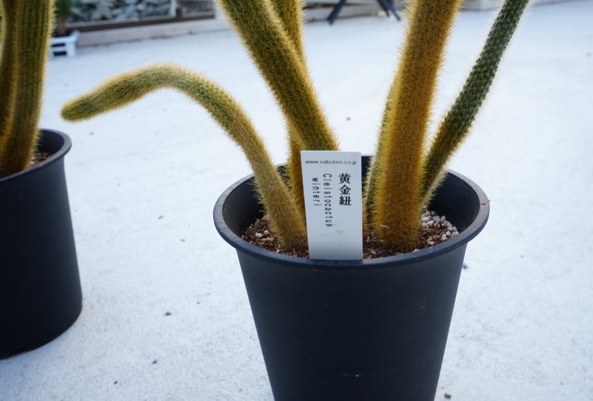 サボテン 黄金紐 Cleistocactus winteri ねこのしっぽ 育てやすい | イ