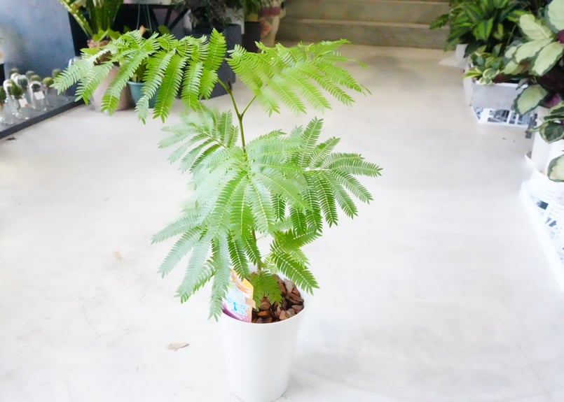 エバーフレッシュ ネムの木 5寸 ふわふわ細葉が可愛い 人気の観葉植物