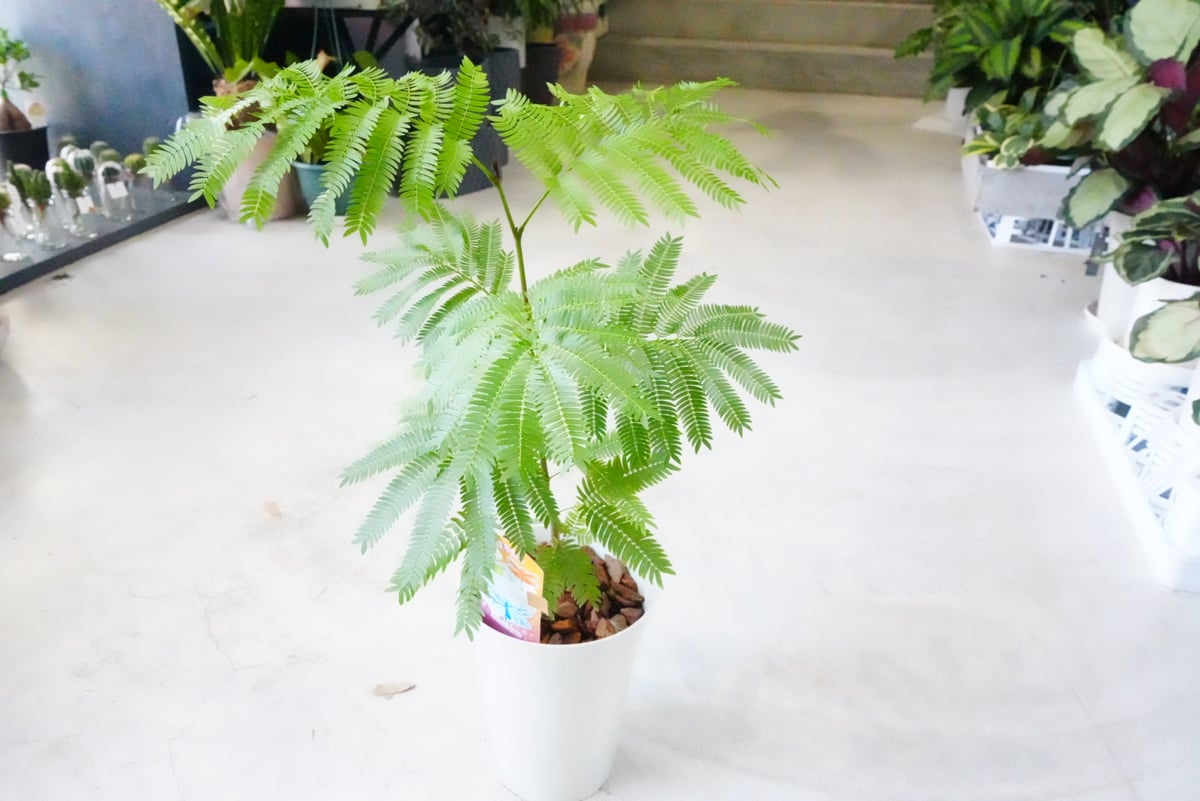 希少♡斑入り♡エバーフレッシュ♡ネムの木♡観葉植物♡インテリア♡ エバーフレッシュ ネムの木 5寸 ふわふわ細葉が可愛い 人気の