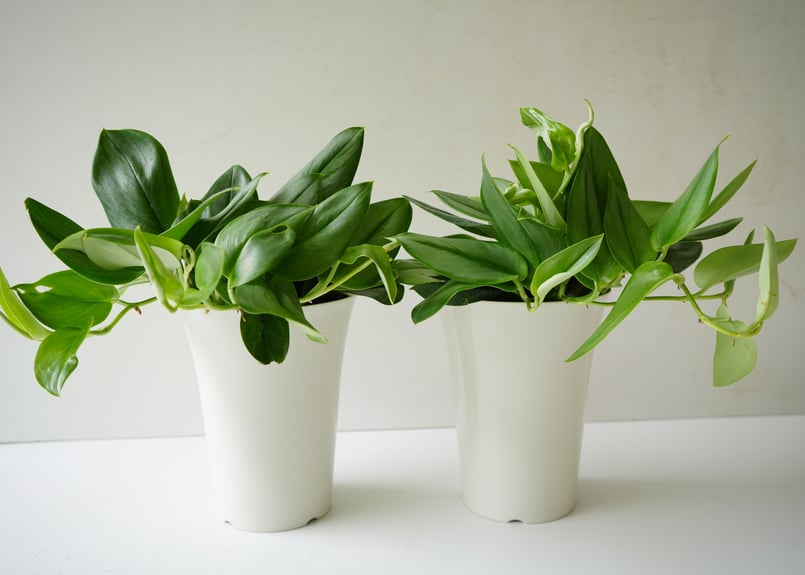 スキンダプサス トレビー ムーンライト 6号 シルバーに輝く