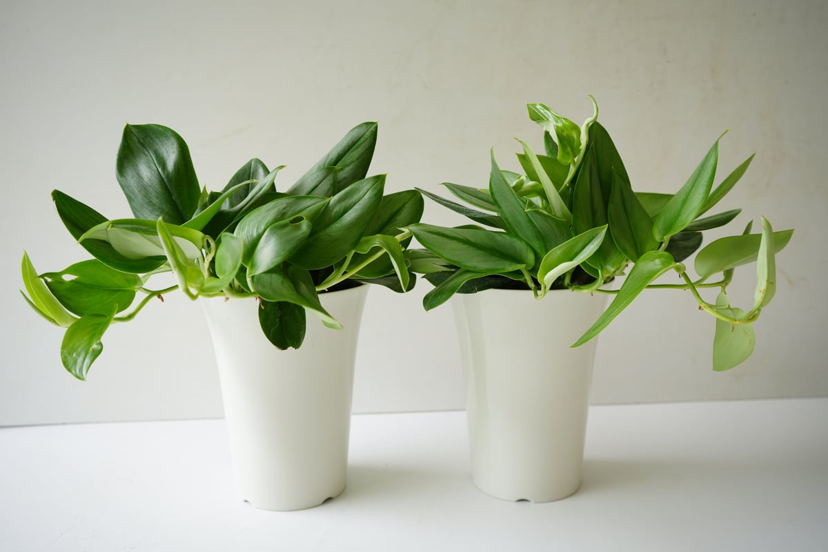 スキンダプサストレビームーンライトバリエガーター 直輸入株 植物と暮らす フラワー・ガーデニング スキンダプサストレビー
