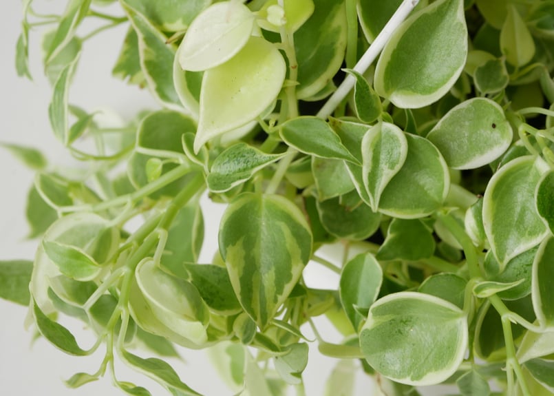 ペペロミア セルペンス 斑入り 観葉植物 ハンギンググリーン