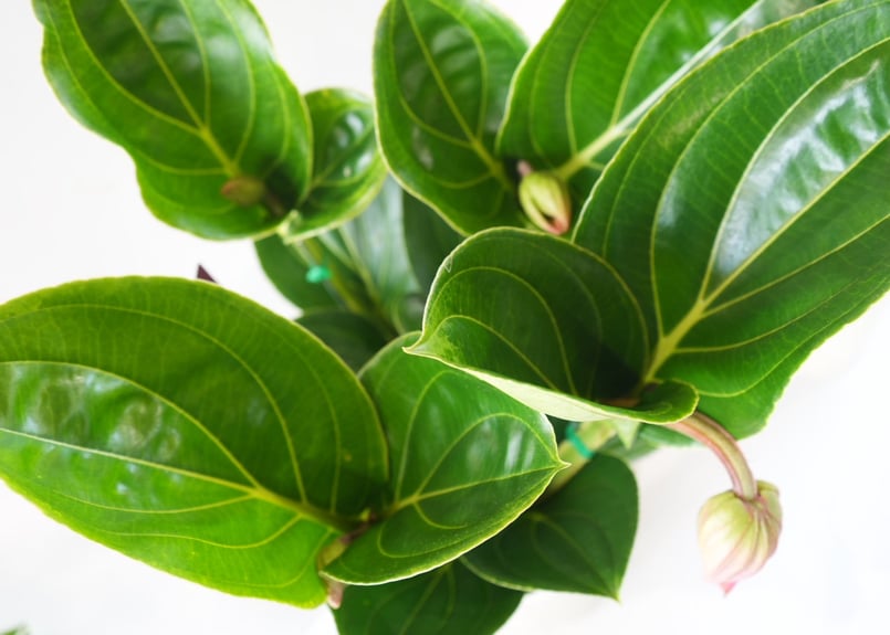 メディニラ マグニフィカ フラメンコ medinilla magnifica flamenco