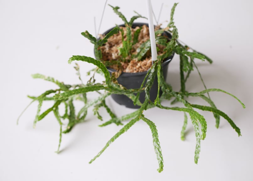 フペルジア HUPERZIA NUMMULARIFOLIA ４号吊り鉢 シダ植物 ヌンムラリフ...