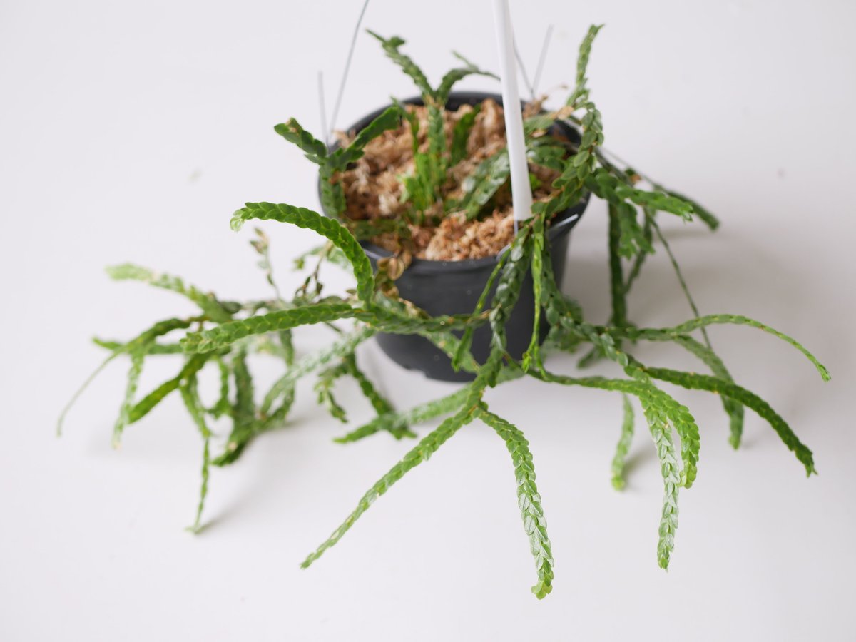 フペルジア HUPERZIA NUMMULARIFOLIA 4号吊り鉢 シダ植物 フペルジア HUPERZIA NUMMULARIFOLIA 4号吊り鉢 シダ植物