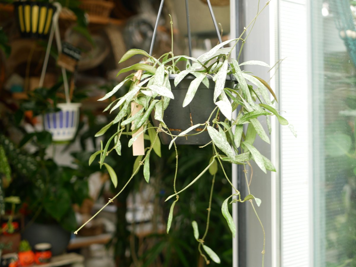 ホヤ シギラティス 5号 吊り鉢 斑入り 細葉 希少 ハンギング まだら