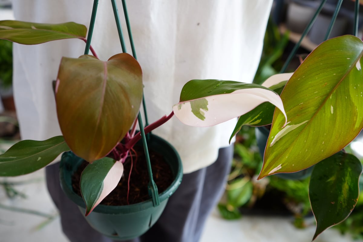 57 フィロデンドロン　パーシモンプリンセス　美株　ピンク斑入り　可愛い植物 57 フィロデンドロン パーシモンプリンセス 美株 ピンク斑入り 可愛い