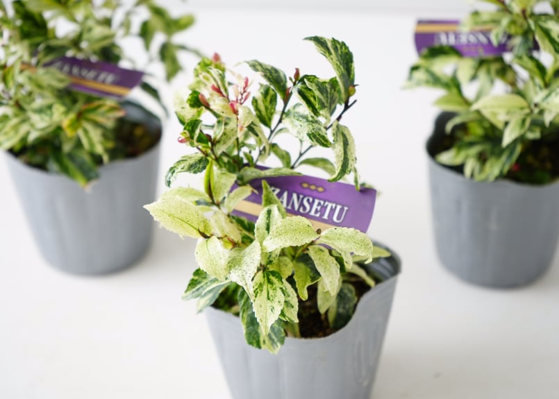 一枚の葉 Ibanez HZK1 [葉月(HAZUKI) Model] SN.F2525404 ｜イケベ楽器店