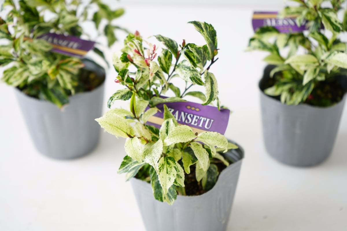 引き取り限定　植物 ヒカサキ ザンセツ白斑入り 常緑多年草 艶やかな葉が美しい 庭木