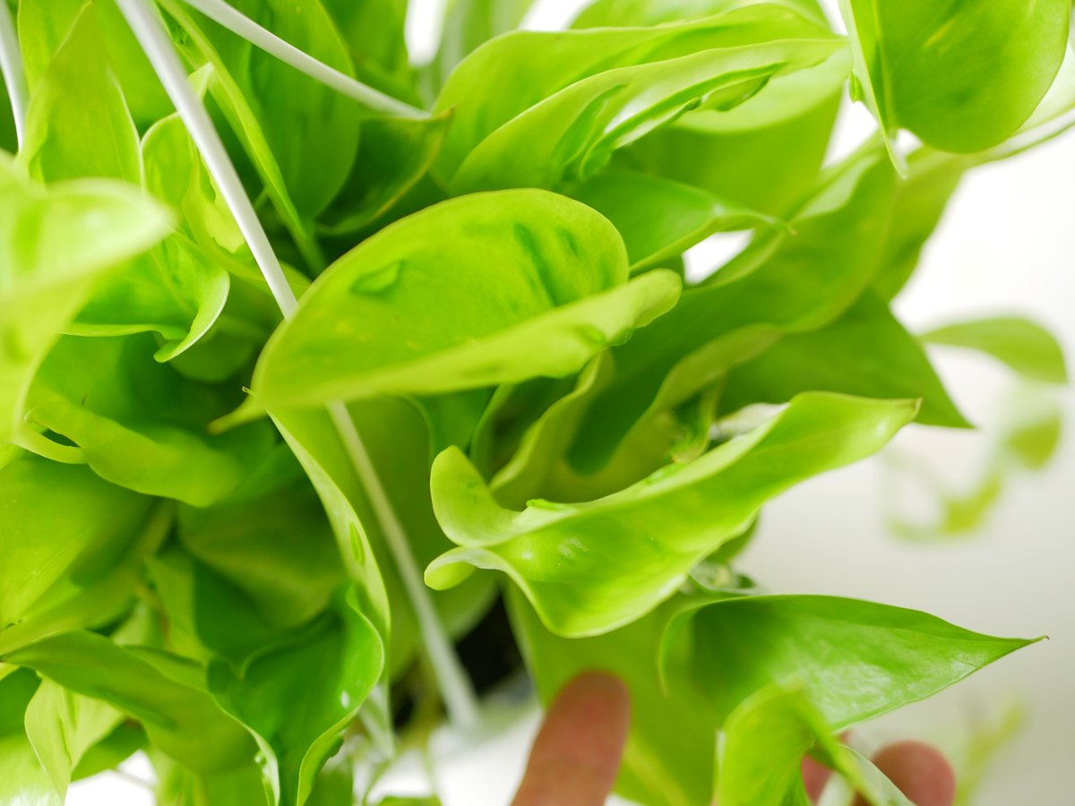 ポトス テルノシャンゼリゼ テルノシリーズ 観葉植物 | インテリア