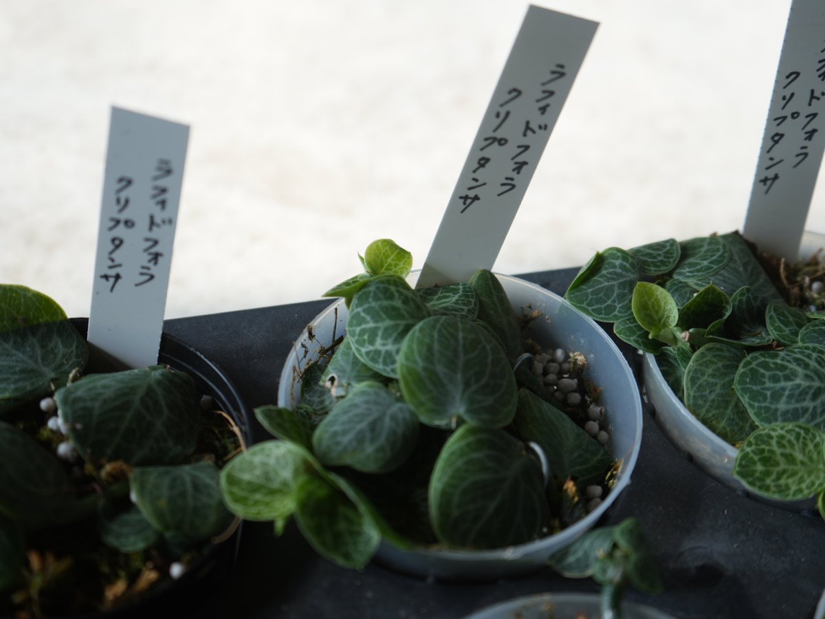 ラフィドフォラ クリプタンサ 2.5号 人気の観葉植物 半蔓性