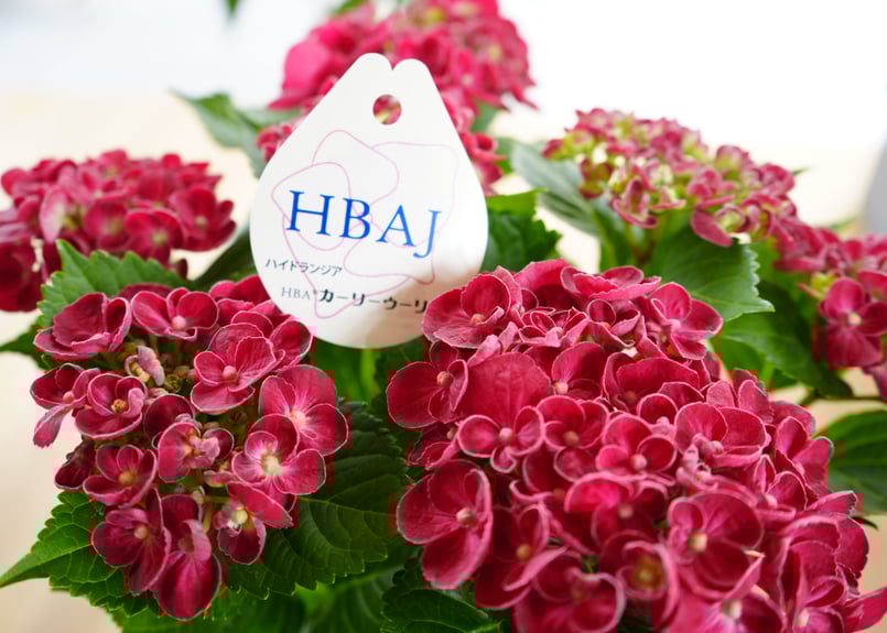 紫陽花 カーリーウーリー 5号 レッド 深みのあるレッド 母の日 贈り物