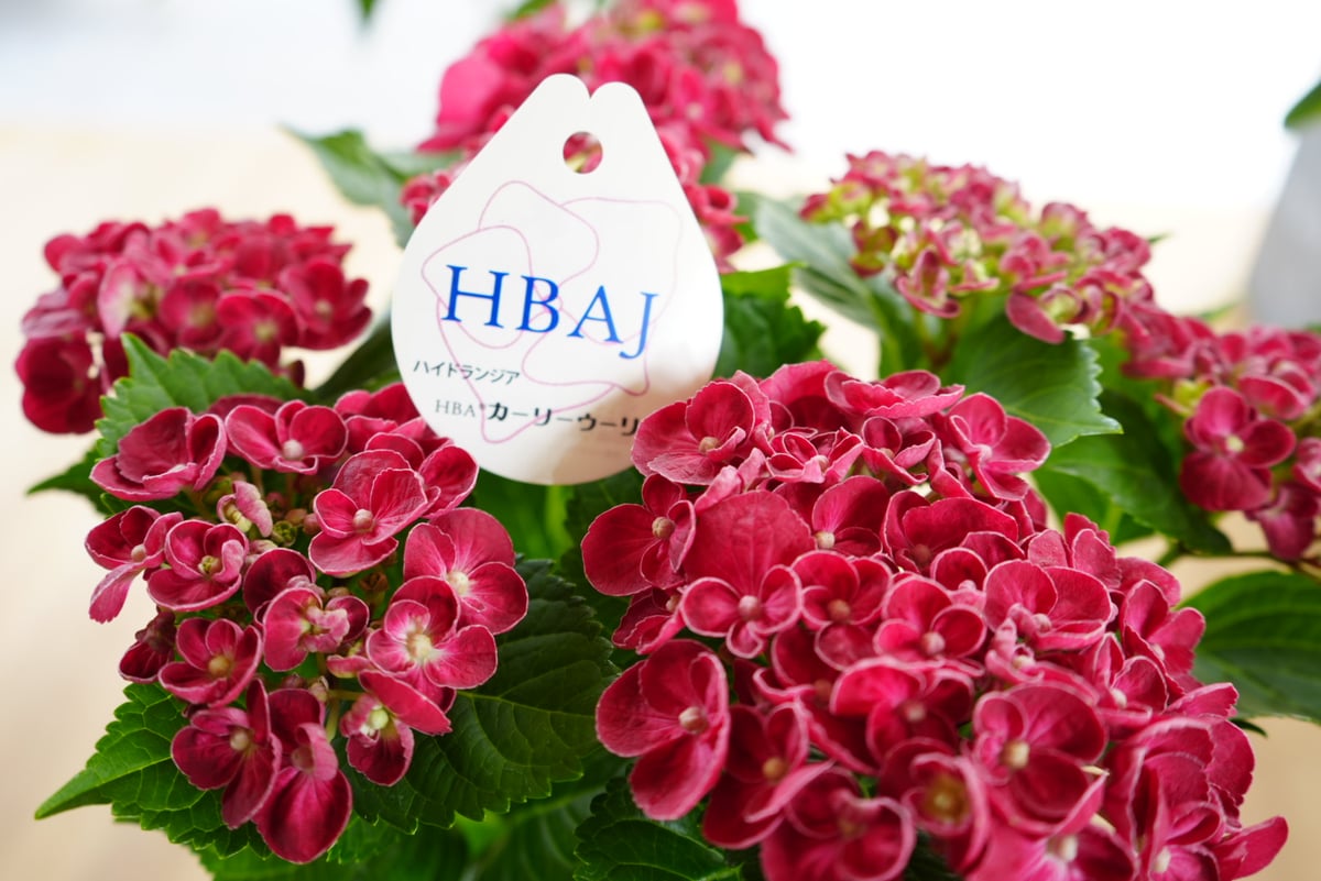 秋色紫陽花と赤い実のベリーリース　シャリンバイ　ユーカリ　野バラの実　千日紅 秋色紫陽花と赤い実のベリーリースシャリンバイユーカリ野バラの実千日紅