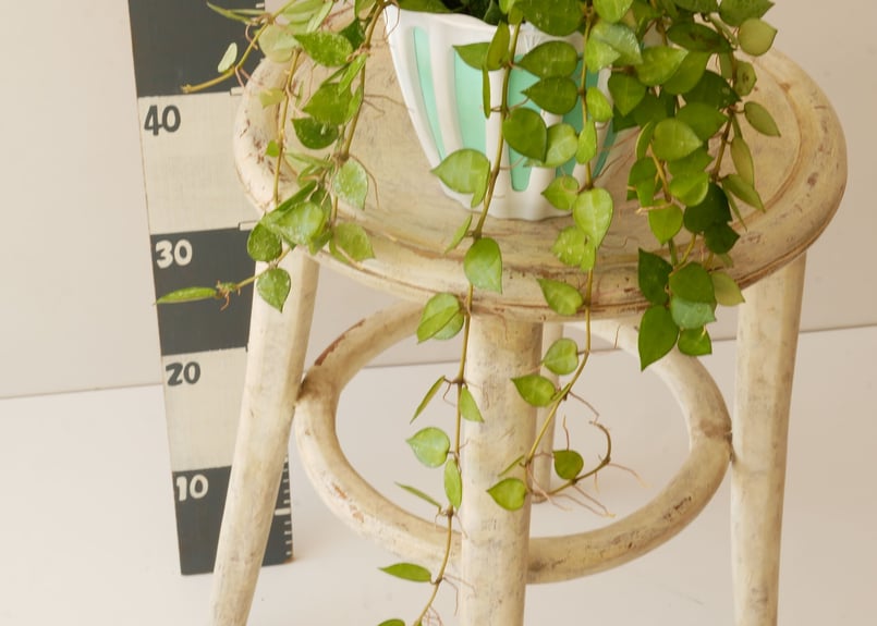 ホヤ クローニアナシルバー 苗 多肉植物 謝恩 特価品！ ② 【公式通販】