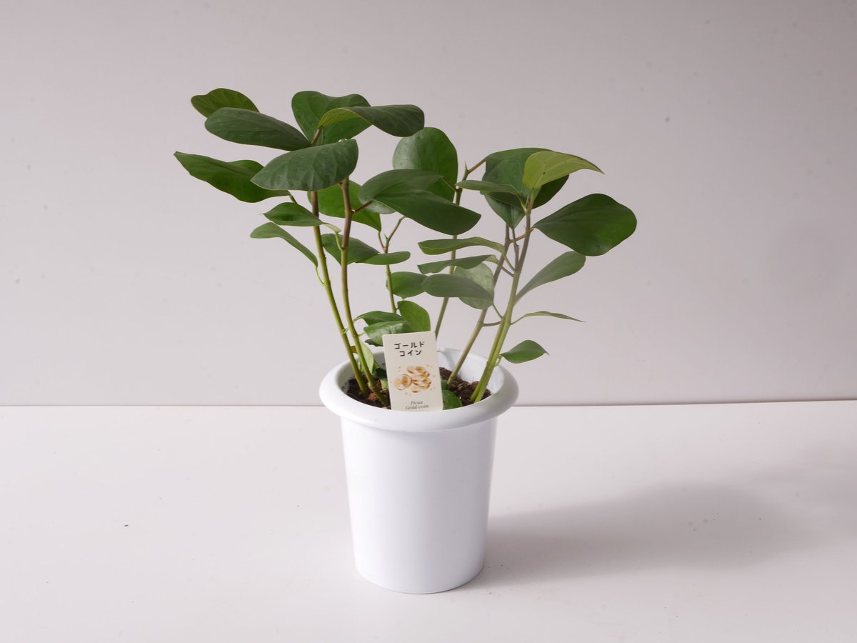 フィカス ゴールドコイン ゴムの木 コバンボダイジュ | インテリアグリーンとギフトプランツコ...