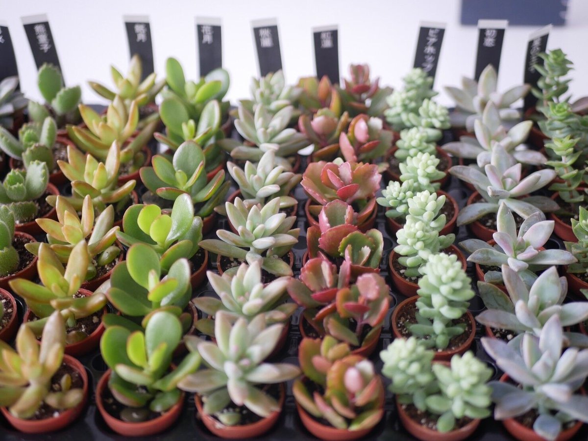 多肉植物一寸おまかせ12種 可愛い寄せ植え 多肉 多肉寄せ植え たくさん