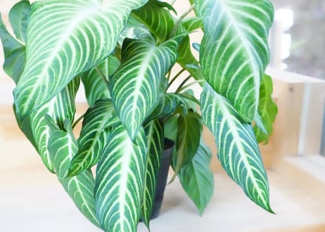 CATEGORY サトイモ科 | インテリアグリーンとギフトプランツ