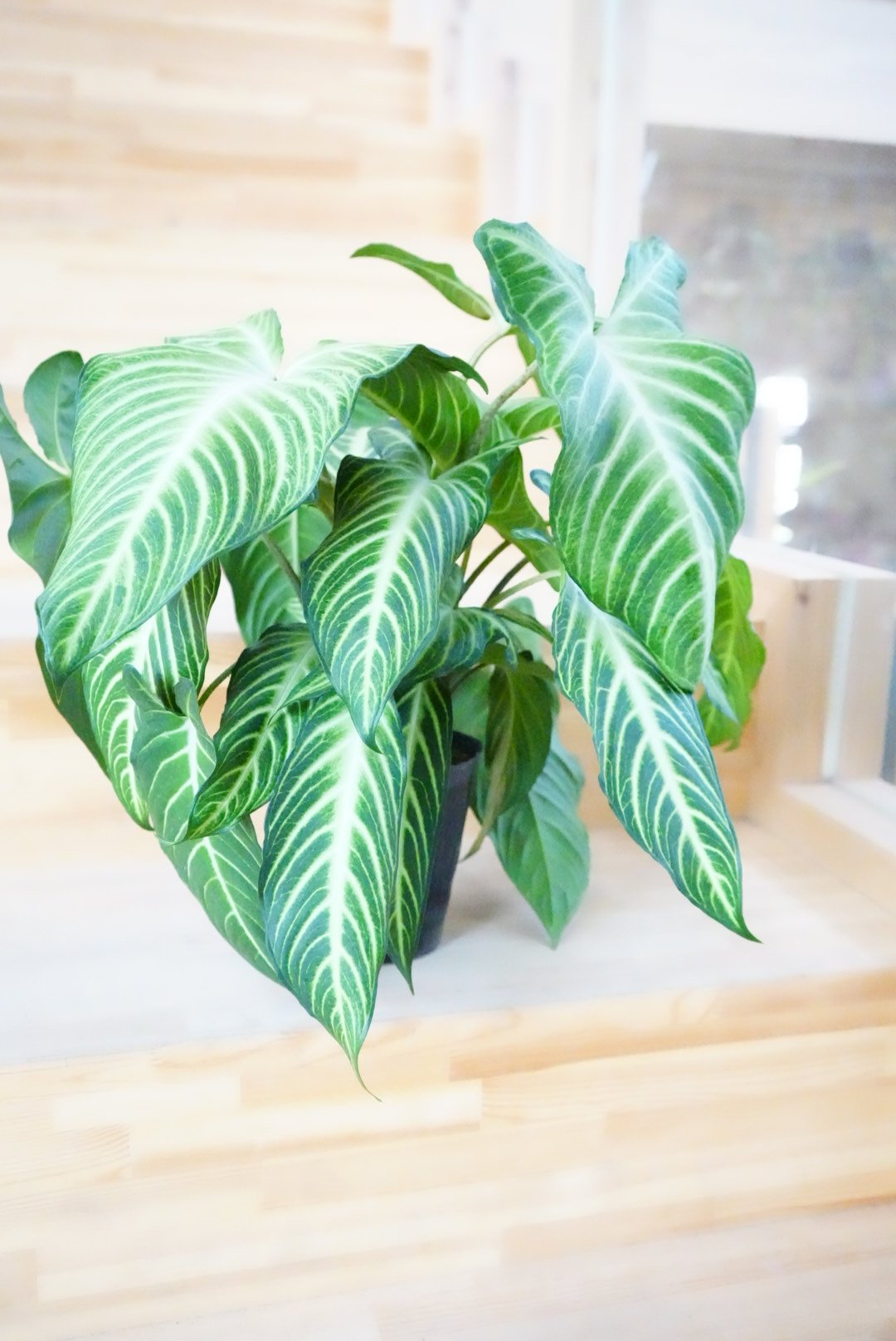 アロカシア キサントソーマ 5号 ホワイトの葉脈 爽やかグリーン