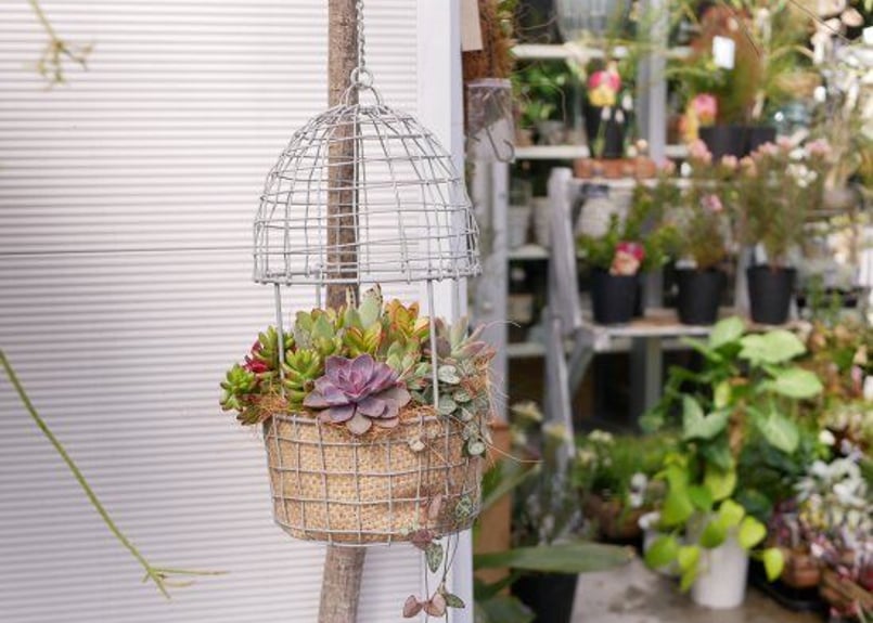 おまかせ 鳥籠 多肉寄せ植え 吊り下げ籠 プランツギャザリング