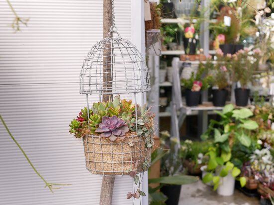 多肉植物☆鳥籠多肉寄せ植え 寄せ植えで彩る多肉植物の鳥籠 | TikTok