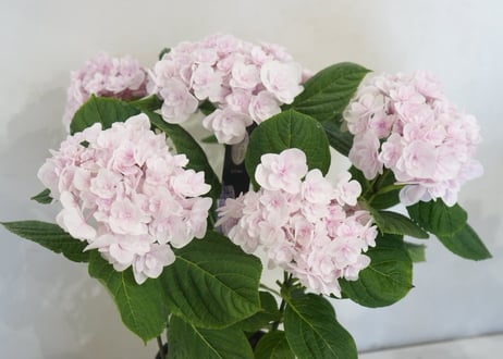 【花なし訳あり・限定４セット】紫陽花４種鉢セット｜地植え｜剪定済み｜希少種あり｜お買い得