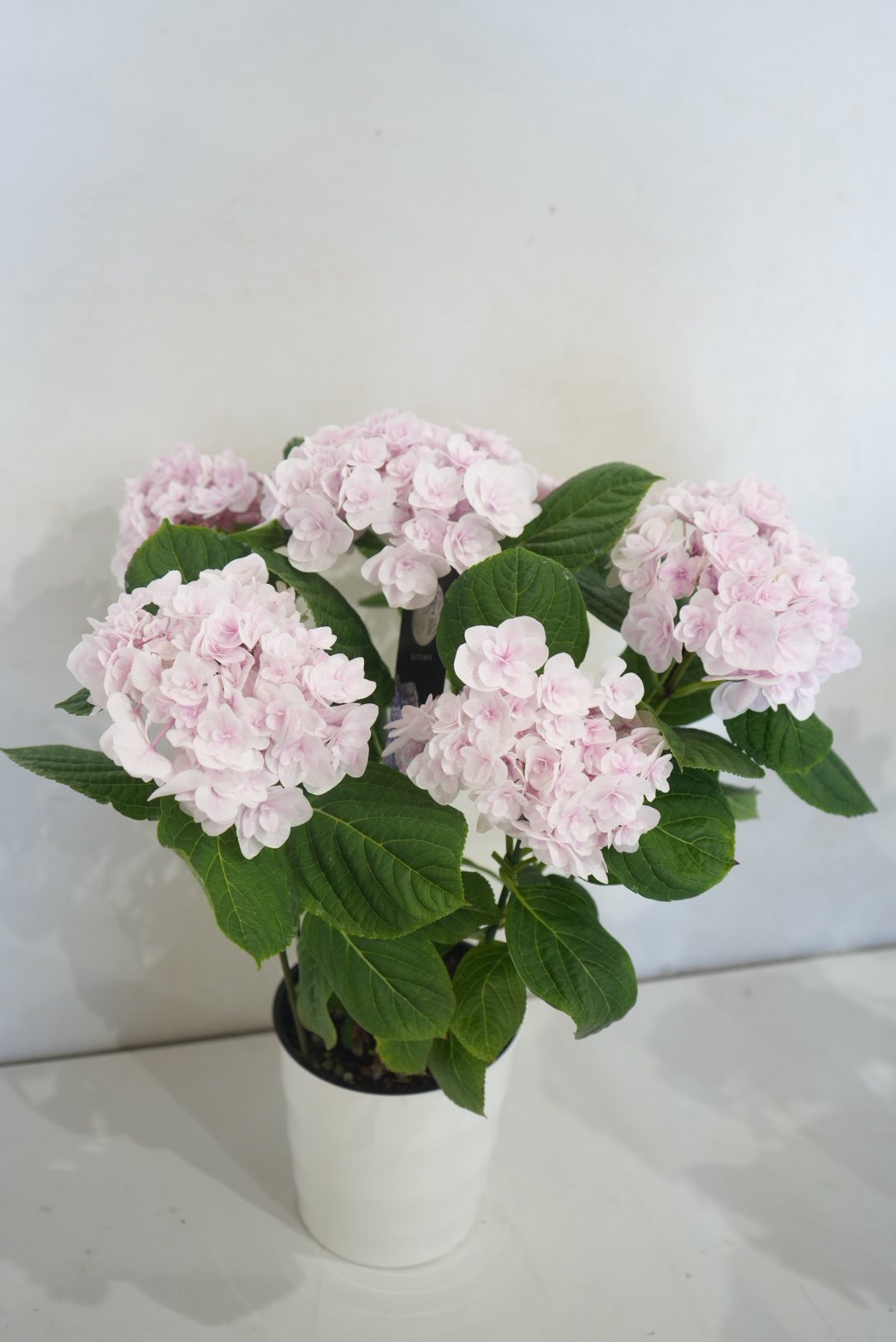 花なし訳あり・限定4セット】紫陽花4種鉢セット｜地植え｜剪定済み