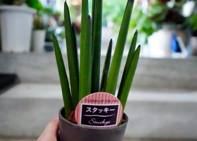 サンセベリア スタッキー 3.5号 空気清浄効果抜群 スタイリッシュ