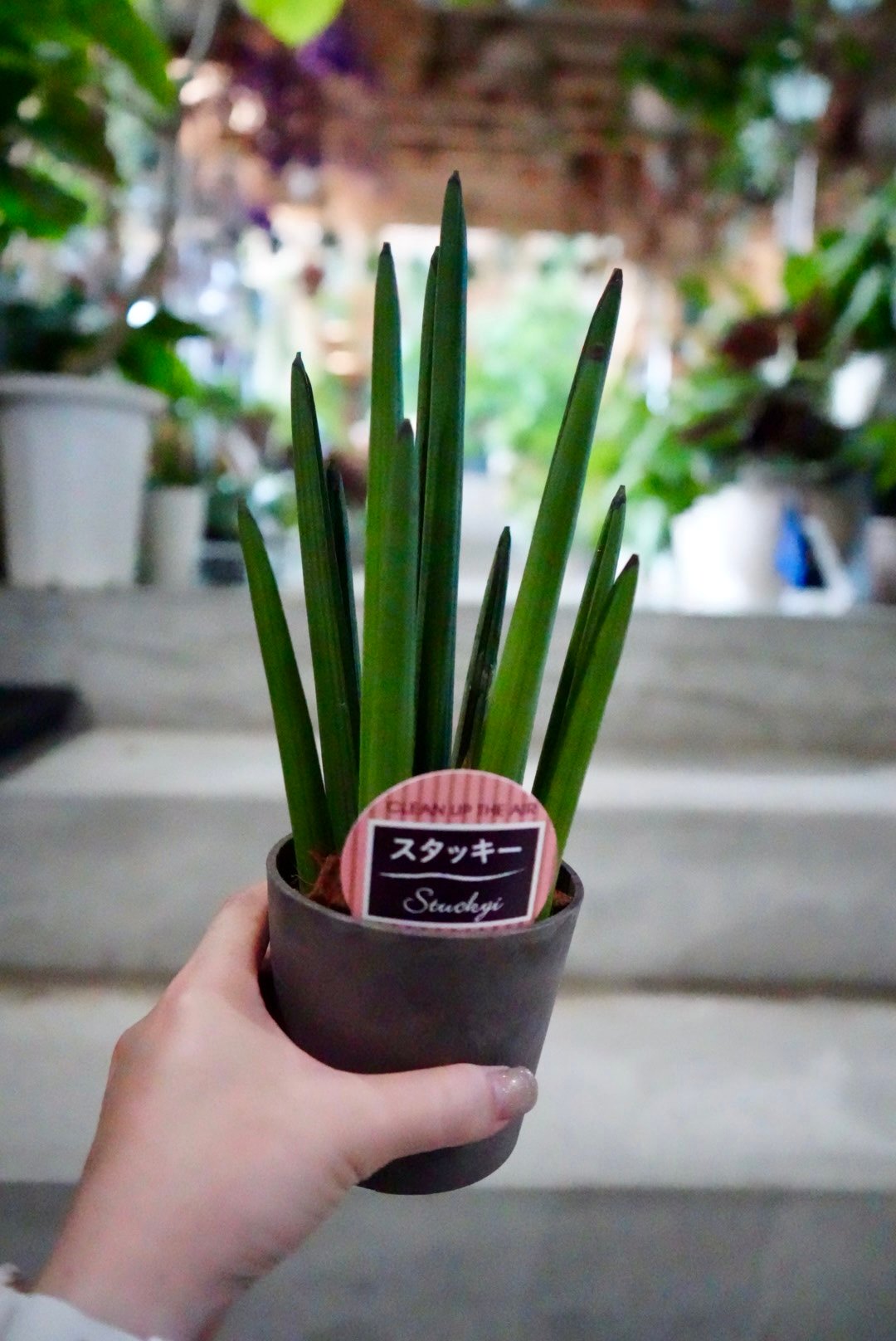 サンセベリア スタッキー 3.5号 空気清浄効果抜群 スタイリッシュ