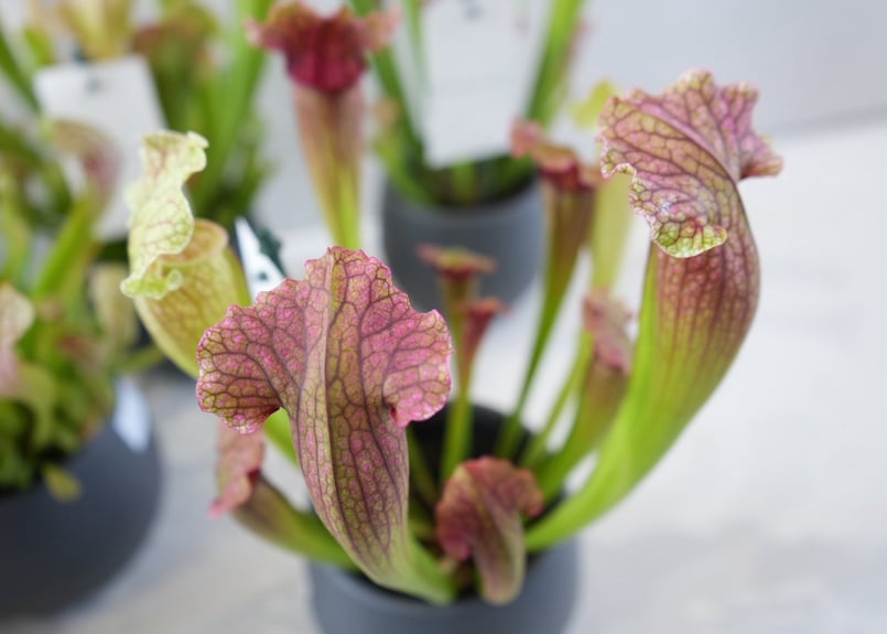 サラセニア 食中植物 4.5号 多年草 鮮やかなカラー | インテリア