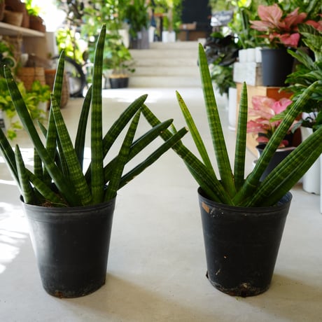 サンセベリア ボンセレンシス6号 観葉植物 かっこいいインテリア 空気清浄効果 縁起物