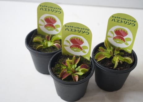 【食虫植物】ハエトリソウ 3号ポット ｜パクッと動く！ 初心者でも育てやすい 観葉植物 自由研究 ギフトにも｜ｼｮｸﾁｭｳｼｮｸﾌﾞﾂ　ハエトリソウ 食虫植　ハエトリソウ 3号