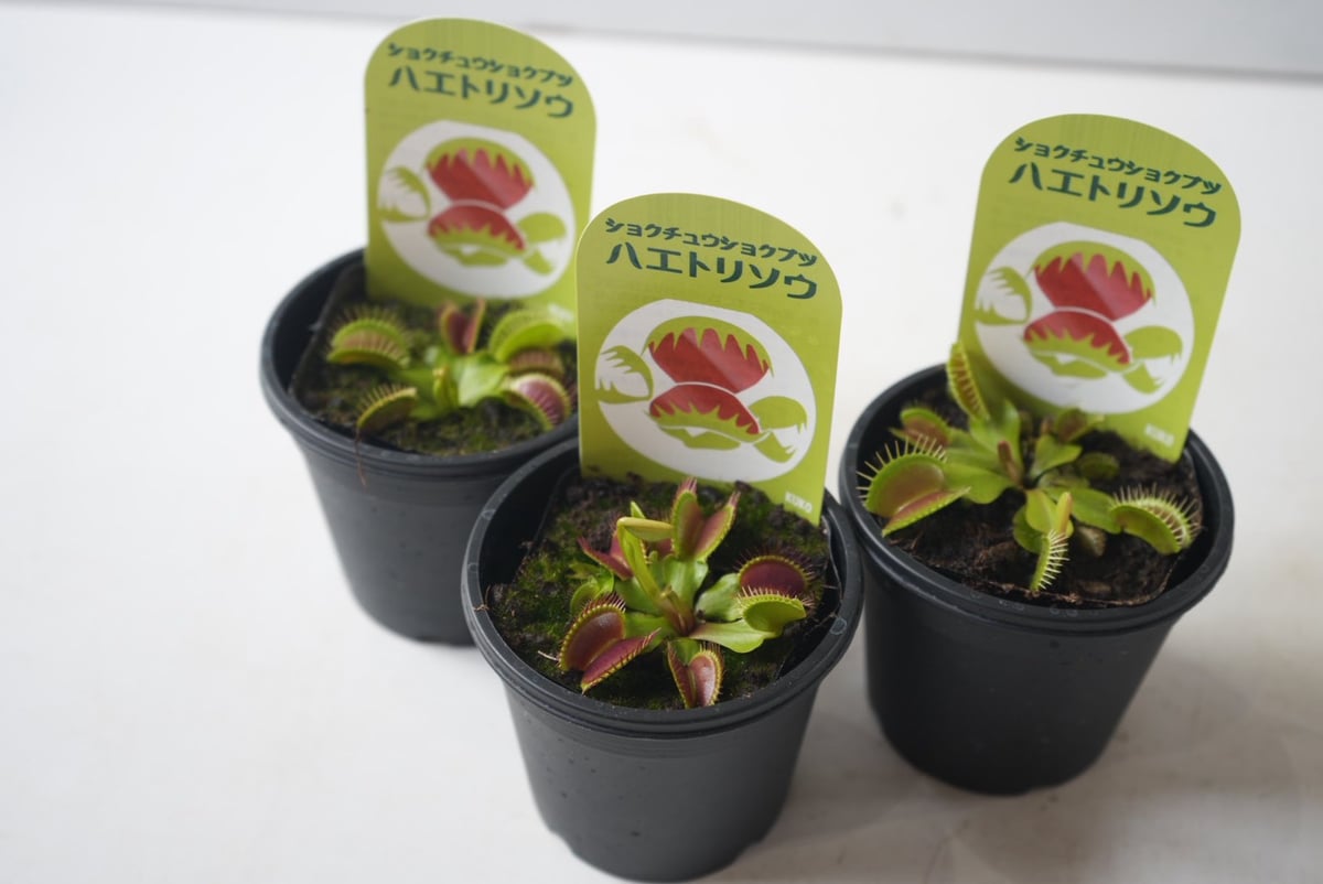 食虫植物】ハエトリソウ 3号ポット ｜パクッと動く！ 初心者でも育て