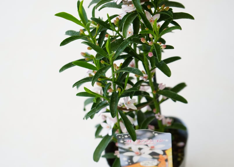 エリオステモン プロファッション 可愛い白い花 寄せ植え 庭木 常緑